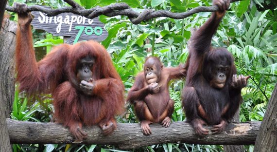 Animal Stars from Around the World at the Singapore Zoo